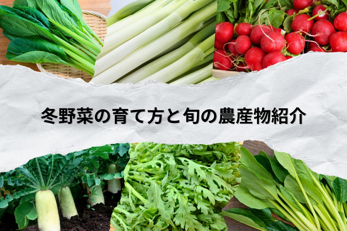 冬野菜の育て方と旬の農産物紹介