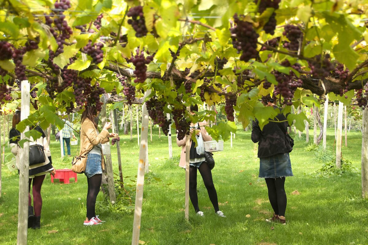 観光農園の風景イメージ