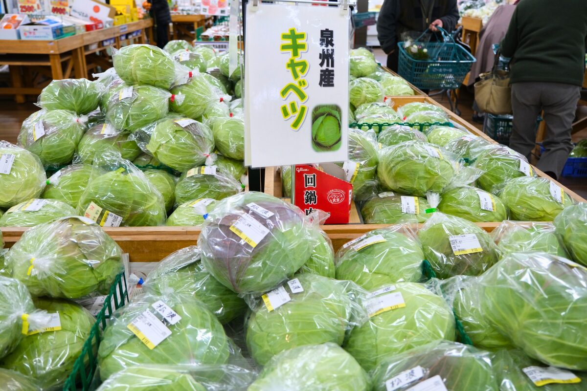 こーたり~な-松波キャベツの様子