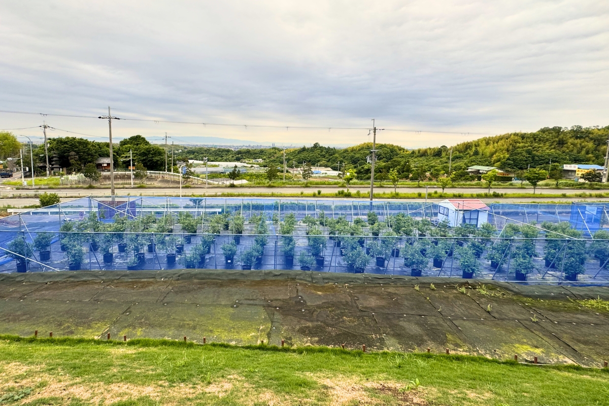 岸和田の高台に広がる渡邊農園のブルーベリー園
